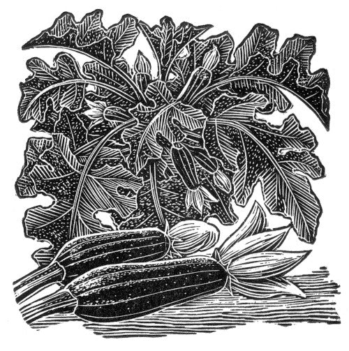 Courgettes