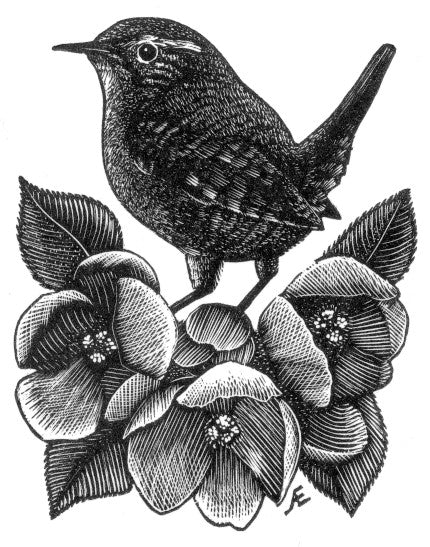 Apple Blossom Wren