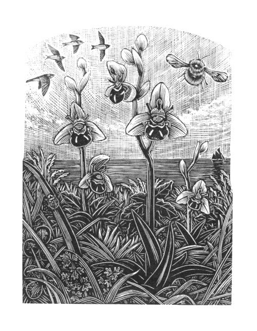 Bee Orchids