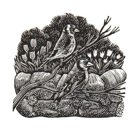 Goldfinches