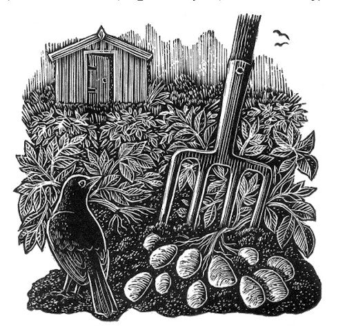 New Potatoes