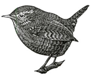 Bird Wood Engravings