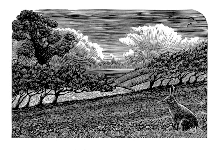 The Hare & The Sea