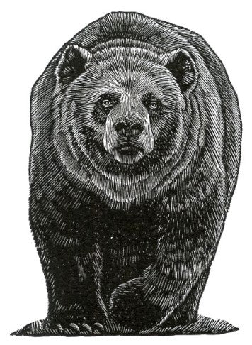 Serious Bear