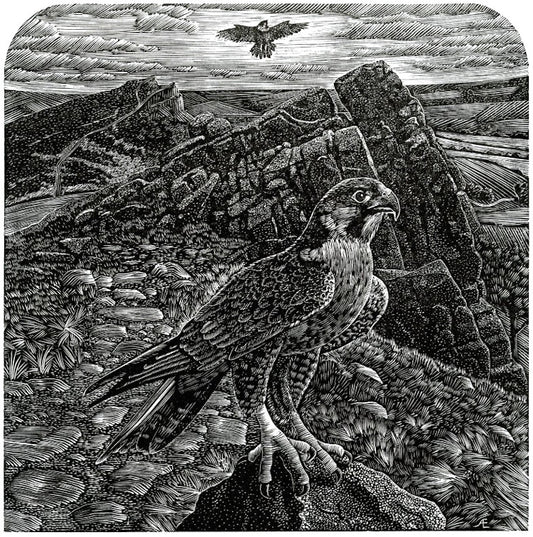 A Peregrine On The Roaches